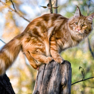 Photo de chat sur un arbre dans la nature