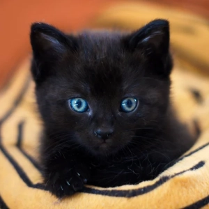 Photo de chat dans un plaid