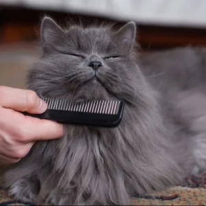 Photo d'un chat content de se faire brosser