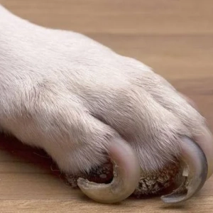 Photo d'une patte de chien avec des griffes nécessitante une coupe