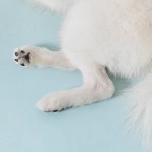 Photo de pattes de chien bien entretenues