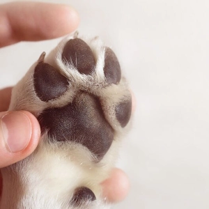 Photo d'une patte de chien