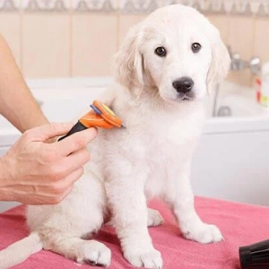 Photo d'un chien se faisant brosser