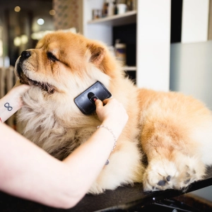 Photo de chien poilu se faisant brosser