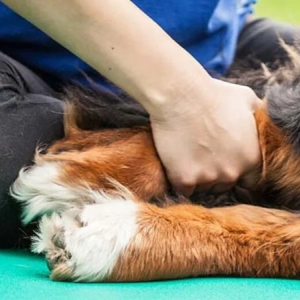 Photo de petit chien se faisant manipuler la cuisse par une professionnelle