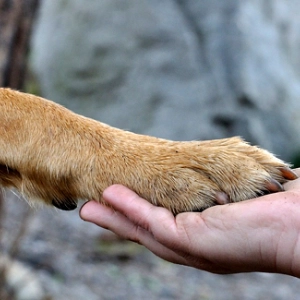 Photo d'une patte de chien dans la main d'un humain