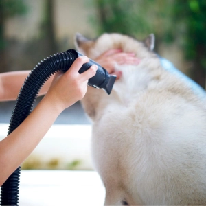 Photo d'un chien se faisant sécher les poils au sèche cheveux